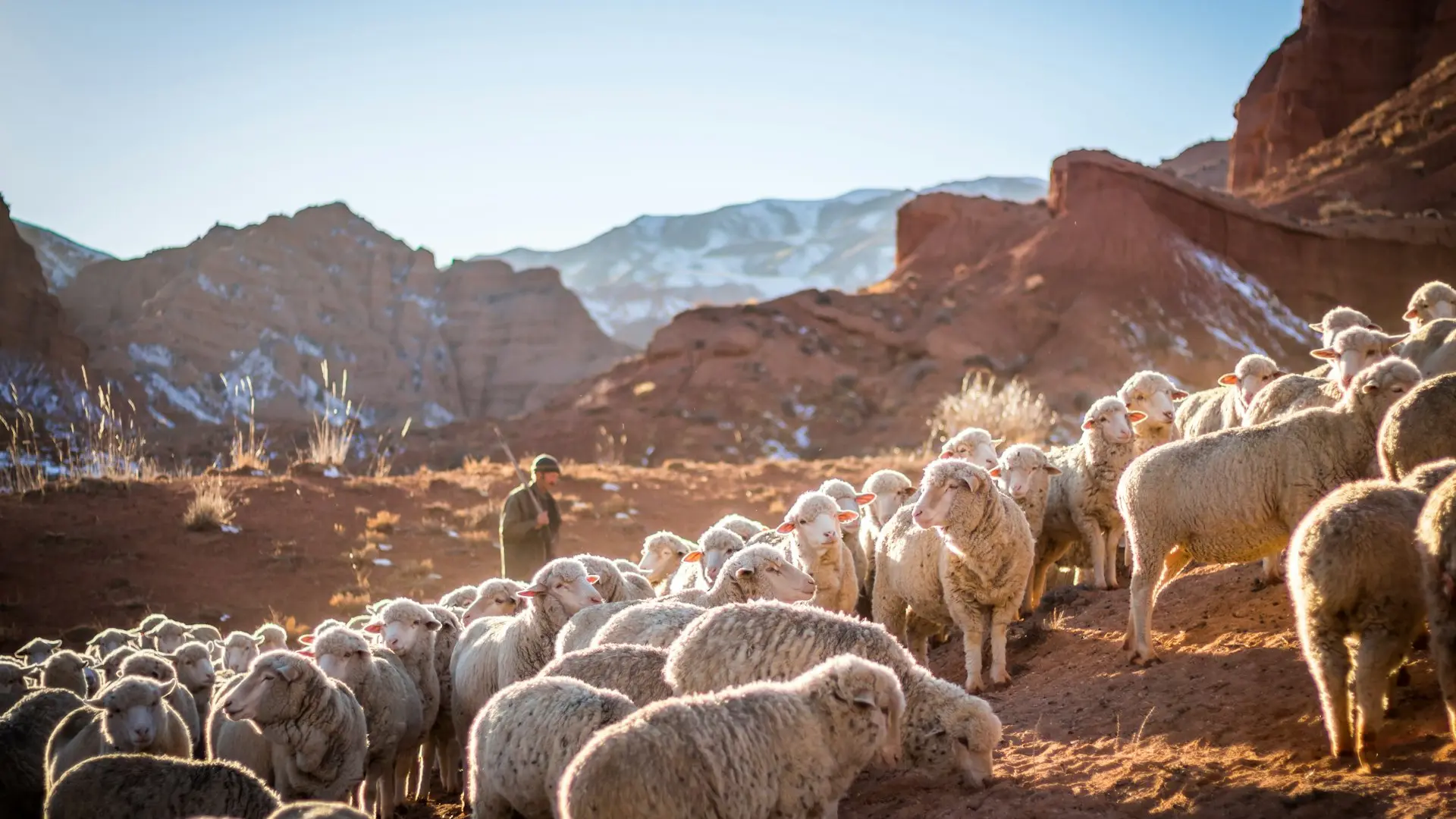 photo of herd of sheep